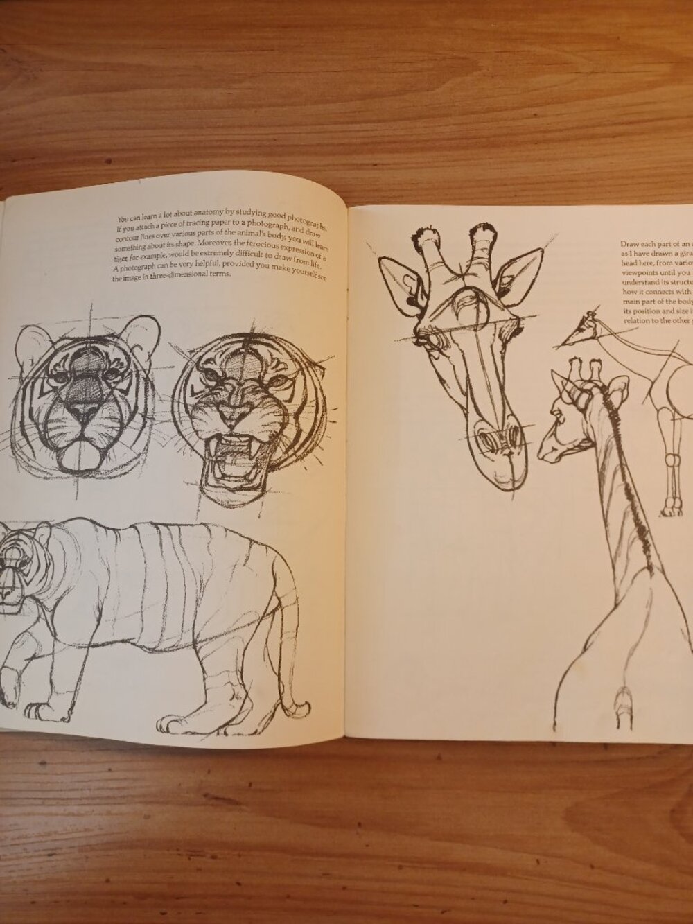 Draw Wild Animals Book - Picture 8 of 11